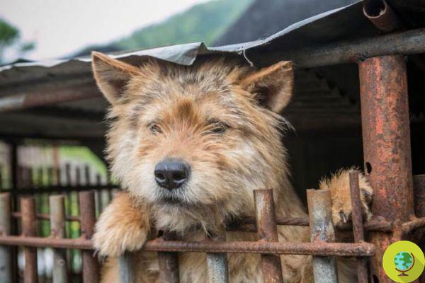 The largest dog meat market in South Korea closes: it will become a public park