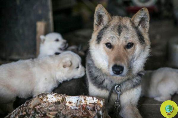 The largest dog meat market in South Korea closes: it will become a public park