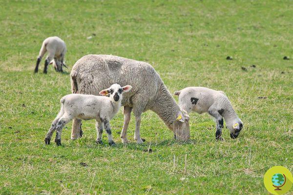 Virus de la lengua azul: más de 1700 ovejas murieron en Cerdeña. 120 dosis de vacuna están en camino para frenar la epidemia