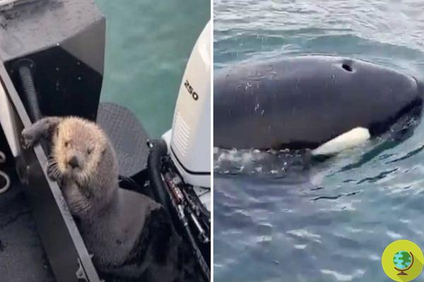 Pursued by an orca, the otter jumps into the boat and makes fun of her
