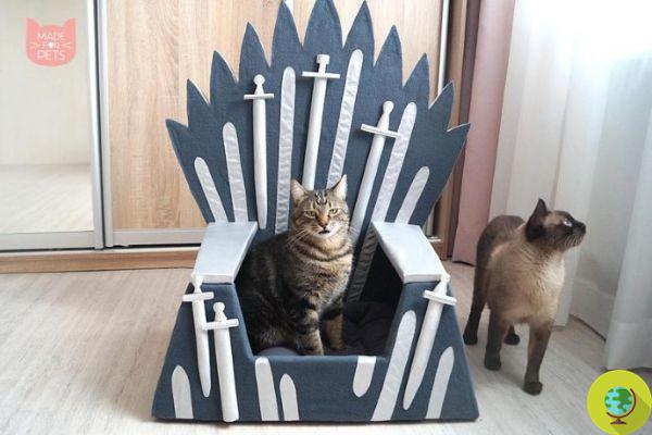 Game of Thrones: the dog and cat bed inspired by the Iron Throne