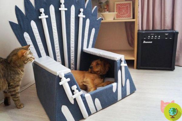 Game of Thrones: the dog and cat bed inspired by the Iron Throne