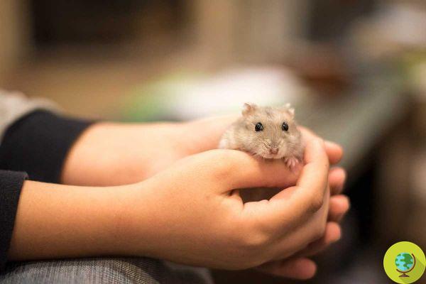Hong Kong, toda a verdade sobre a morte de 2 mil hamsters e pequenos mamíferos por Covid