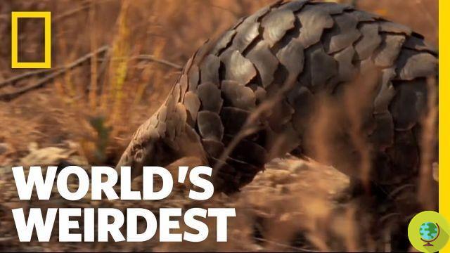 The funny pangolin rolling in the mud (VIDEO)