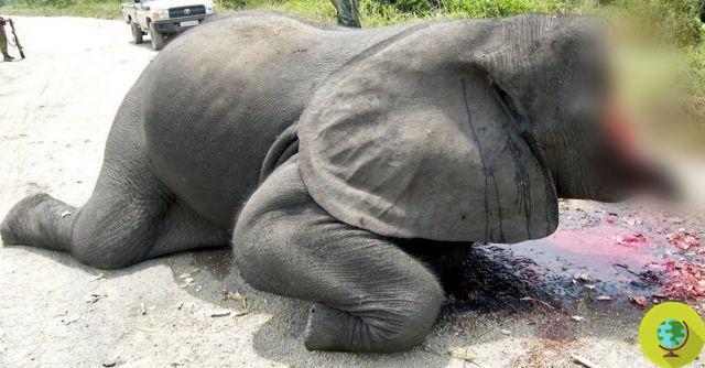 Marfil ilegal: así protegerá la UE a los rinocerontes y elefantes