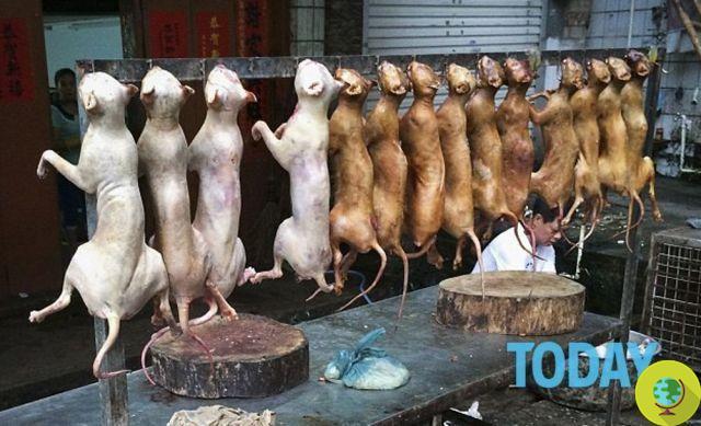 Festival macabro na China: o festival da carne de cachorro começa apesar dos protestos