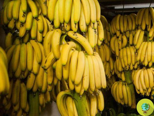 Bananas em risco de extinção devido a um fungo. Aqui porque