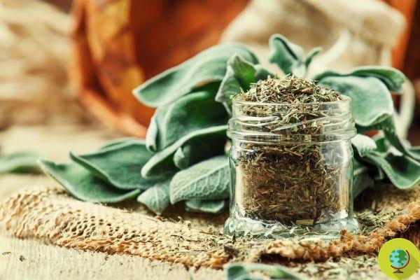 Sage, why has it always been considered the sacred herb? History, myths and meaning