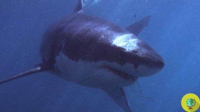 Les requins, une tuerie inutile : leur cartilage n'est pas sain