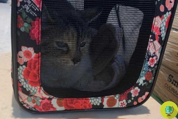 Une chatte perdue retrouve sa famille 7 ans plus tard et après un voyage de 3.000 XNUMX km
