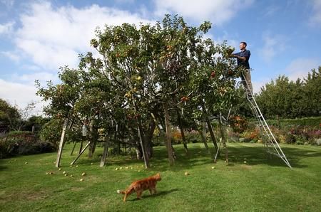 Paul Barnett, el hombre que cultivó 250 variedades de manzanas en un solo árbol