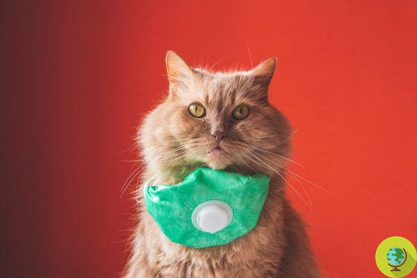 Tests sérologiques sur Vo' chats domestiques. L'étude est en cours pour montrer que les chats ne transmettent pas le coronavirus
