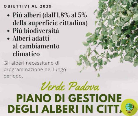 Padua se convertirá en un bosque urbano: 20 mil árboles en 20 años