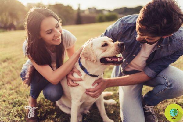 A quem o seu cão é mais leal? Este divertido desafio do TikTok lhe dará a resposta
