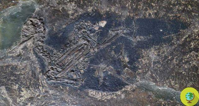 The first blue color in history found in a fossil of a prehistoric bird