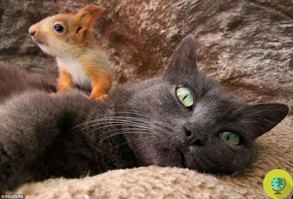A cat adopts four squirrel cubs and treats them as if they were her own