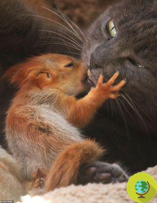 A cat adopts four squirrel cubs and treats them as if they were her own