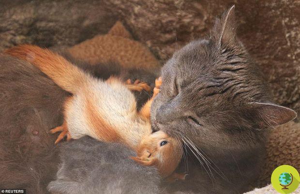 Une chatte adopte quatre écureuils et les traite comme s'ils étaient les siens