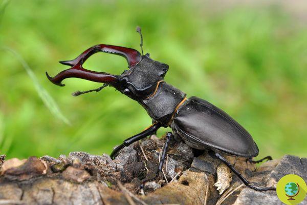 Se você vir esse inseto, não o mate! A pipa é inofensiva, útil e ameaçada de extinção