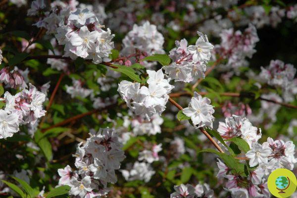 Which fruit trees, plants, vines and shrubs you must NOT prune in February