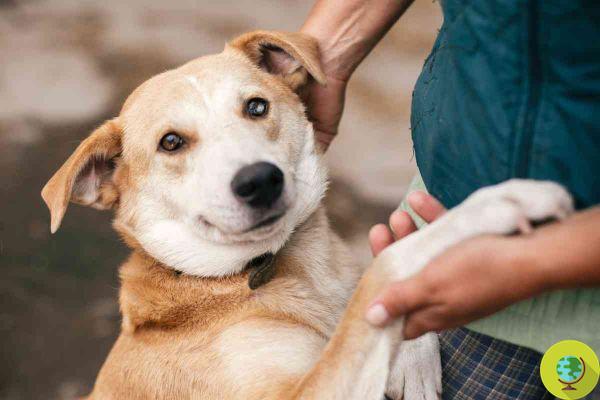 Victory! This Bali village is the first in Indonesia to ban the dog and cat meat trade