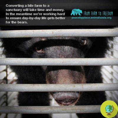 Salva a 130 osos: la granja de bilis se convierte en reserva (VIDEO)