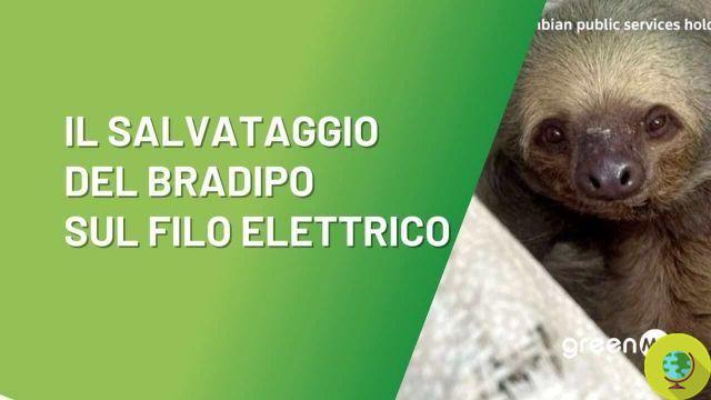 The incredible rescue of the sloth who risked being electrocuted on the electric wire