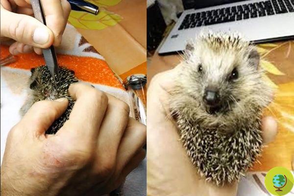 Rosita, the hedgehog who was choking on a rubber band was rescued by volunteers from a recovery center
