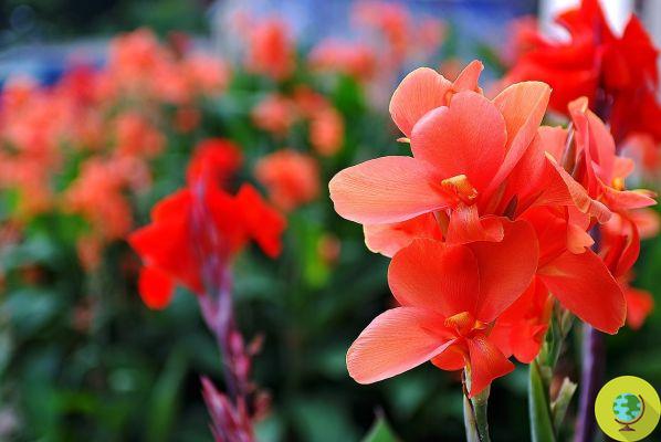 Gladiolos: es el momento adecuado para plantarlos si quieres tener un balcón colorido este verano