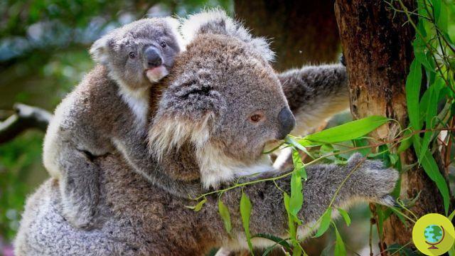 Koala: how does he survive his 
