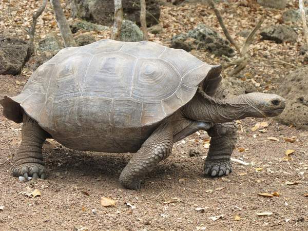 Des bébés tortues repérés pour la première fois sur les îles Galápagos depuis plus de 100 ans