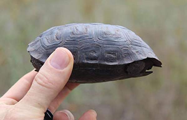 Des bébés tortues repérés pour la première fois sur les îles Galápagos depuis plus de 100 ans