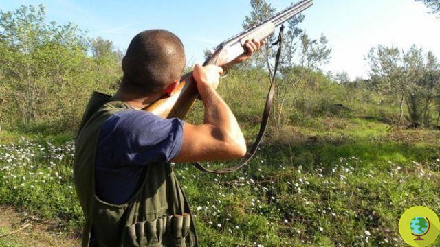 Arrêt de la chasse dans les Pouilles : le Conseil d'Etat suspend le calendrier de chasse
