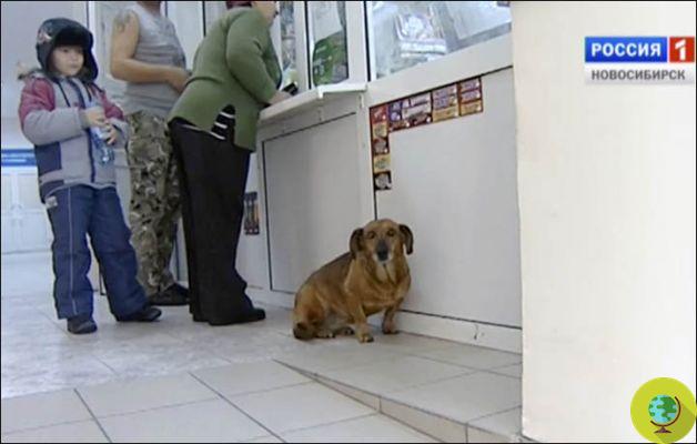 The Siberian Hachiko: dachshund awaits the deceased owner in hospital for a year (PHOTO)