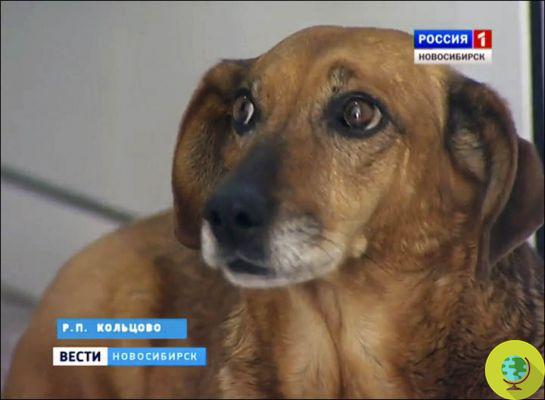 Le Hachiko de Sibérie : un teckel attend son propriétaire décédé à l'hôpital depuis un an (PHOTO)