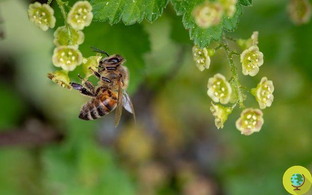 El Parlamento Europeo fija las normas para salvar a las abejas
