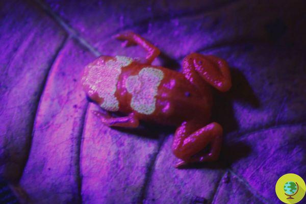 ¡Pequeño, colorido, pero mortal! Descubren nueva especie de rana fluorescente muy venenosa