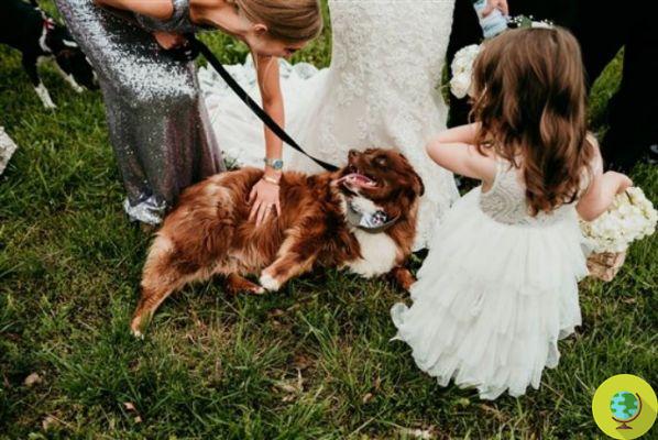 Sin ramo, pero con perros: la idea de una novia para que adopten los expósitos
