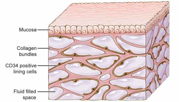 Discovered a new organ of the human body: the interstitium