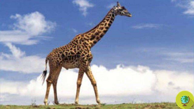 Transporte de animales: muere jirafa al golpearse la cabeza en un puente de carretera