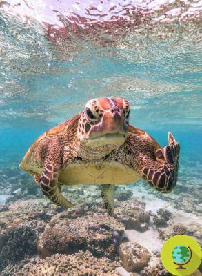 La photo d'une tortue de mer « grincheuse » tenant son majeur a remporté les Comedy Wildlife Photography Awards