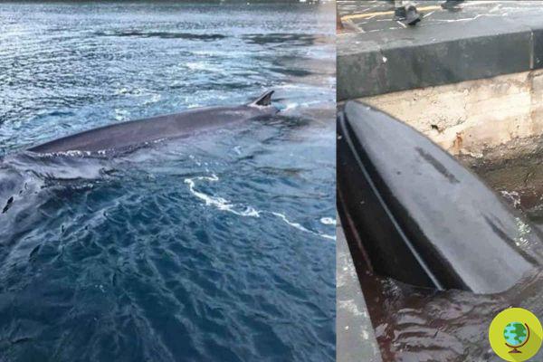 Whale found dead in the port of Sorrento, but it could be a different specimen from the one seen last night
