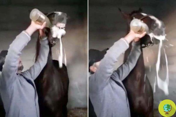 The horse forced to drink champagne after winning a race as the spectators cheer