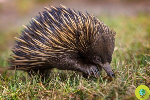 Floods in Australia: Thousands of echidnas and wombats risk being trapped underground