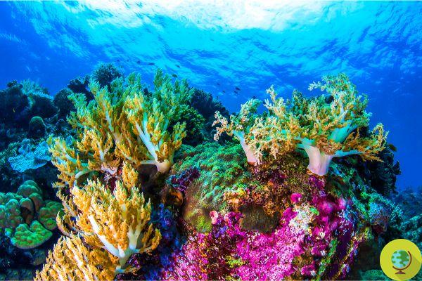 La Grande Barrière de Corail a perdu plus de 50% de ses coraux à cause du changement climatique