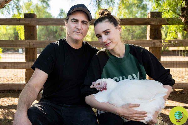 Adote um peru em vez de comê-lo: Joaquin Phoenix e Rooney Mara para um dia de Ação de Graças sem crueldade