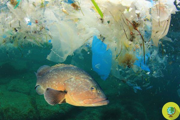 Des centaines d'espèces de poissons, dont beaucoup sont mangées par les humains, ingèrent du plastique