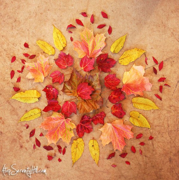 The fantastic mandalas made with fallen leaves in autumn (PHOTO and VIDEO)