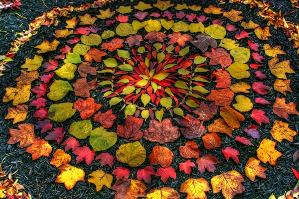 The fantastic mandalas made with fallen leaves in autumn (PHOTO and VIDEO)