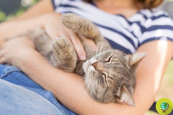 AAA quería mimos a los gatos: en Dublín la clínica para acariciarlos todo el día